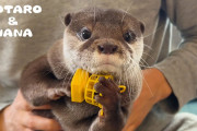 海外視聴者「怒った姿も好き！」日本の人気ペットカワウソ、珍しく怒った姿を見せる！？