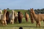初めて犬と出会うアルパカ惑星の住民