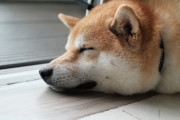 「これが禅の境地か！」熟睡する柴犬にこんないたずらを、、、 海外の反応