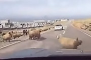 喧嘩中の羊のあいだを車が通った結果・・・←悲惨過ぎてワロタ　海外の反応