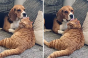 猫といちゃいちゃしてるところを撮られていることに気付いた犬さん、固まる…