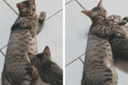子猫「ママー、一緒に寝たい」母猫「ええいいわ、大好きよ」寄り添う我が子を抱きしめ愛情をそそぐ母猫の姿にほっこり