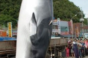 韓国人「韓国で不法捕鯨船が急激に増加！不法捕鯨が依然として猛威を振るっていることが調査される‥」　韓国反応