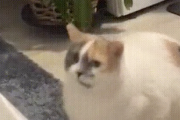 太り過ぎた猫はベッドにジャンプすらできません