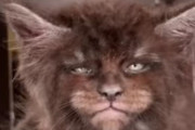 人間のような顔をした猫達（ロシア）