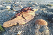 爪だけ食べるカニ！フロリダの宝石「ストーンクラブ」の特大カニ爪「カニは痛いだろうね‥」「爪だけまた生えてくるの？」海外の反応