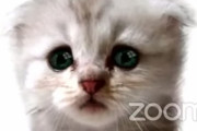 「私は猫ではありません」 オンライン裁判で弁護士が猫フィルターを外せなくなり真面目に釈明ｗｗｗｗ