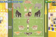 外国人「日本の番組がラグビーのポジションを動物で説明してる…」