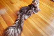 「モンハンに出てきそう」しっぽが長すぎる猫ちゃんがこちら 海外の反応