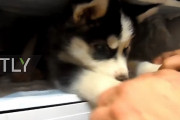 「お外暑いからイヤー！」冷凍庫から出てこようとしないハスキーの子犬