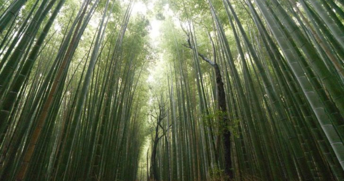 海外「日本は本当に、地上の天国だね…」雨の京都嵐山を撮影した動画が話題に（海外の反応） | 海外の反応アンテナ