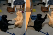 手押し相撲のようなゆるーいキャットファイトをする2匹の猫ちゃんの振舞が可愛い！