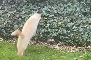 「獲物…見つけたニャー！それっ！」狩りはたぶん失敗したけど撮影者のハートはしっかり掴んだ猫ちゃんのダイブ