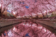 「埼玉の夜桜が美しすぎる！」水面に映る幻想的な風景に世界中がうっとり。日本への憧れが止まらない海外の反応