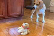 なんだこれは！可愛いビーグル犬が子供用の犬のおもちゃにビビりまくり…！
