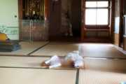 柴犬と猫の平和な夏の日常（海外の反応）