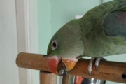 遊んでいるのかな？オオホンセイインコがくちばしと舌を器用に使いボルトからナットを取り外す！
