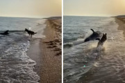 楽しすぎて岸まであがって来た？！犬と遊んでいるようなイルカの姿に驚き！