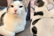 【海外】「雪の中に取り残された、斑点猫が家族との再会で見せた感動の瞬間」