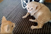 「ガクガクブルブル」猫の置物にビビって腰が抜けてしまう猫ちゃん