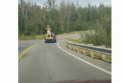 ピックアップトラックで運搬中のクマが気になってしょうがない動画