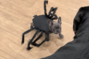 ハロウィン仮装したフレンチブルが数倍体の大きなロットワイラーをビビらせる！