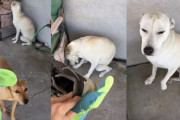 犯人はどっちだ！靴の中敷きを噛みちぎった犬の反応が明白すぎた
