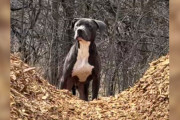 【海外】「山道に置き去りにされた犬、5日間も家族の帰りを待ち続けた感動の物語」