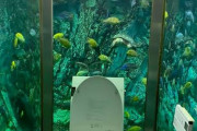 落ち着きそうで落ち着かない日本のトイレ（海外の反応）
