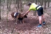 木にツノが絡んでしまい、抜け出せなくなってしまったムフロン羊を通りすがりのカップルが救助！