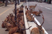 海外「日本は犬や猫の代わりに鹿がいる国らしい」くつろぐ奈良の鹿を撮った写真に外国人が驚愕ｗｗｗ