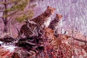 韓国人「倭寇が虐殺して絶滅させた『朝鮮ヒョウ』がロシアで発見される！」絶滅危惧種「朝鮮ヒョウ」一家の姿がコチラ‥　韓国の反応