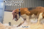 換毛期でっか？まかせなさい。馬の抜け毛を掻きだすビーグル犬