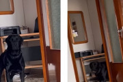 飼い主さんはどこに消えた？オロオロする犬が可愛い