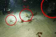 背後の脅威に気づかずカニを捕食しようとしているタコ、そしてそれは起こった…！！