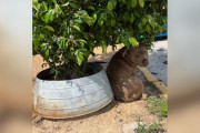 【海外】「マグノリアの木に繋がれた犬が、飼い主が帰ってこないと信じられない理由とは？」