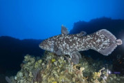 【海外】「生きた化石」と呼ばれる珍しい生物、たった2種しか存在せず、そのうち1種が野生で初めて撮影される！