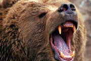 【戦慄】韓国人「日本の人食いヒグマ事件、その詳細が怖すぎる…」