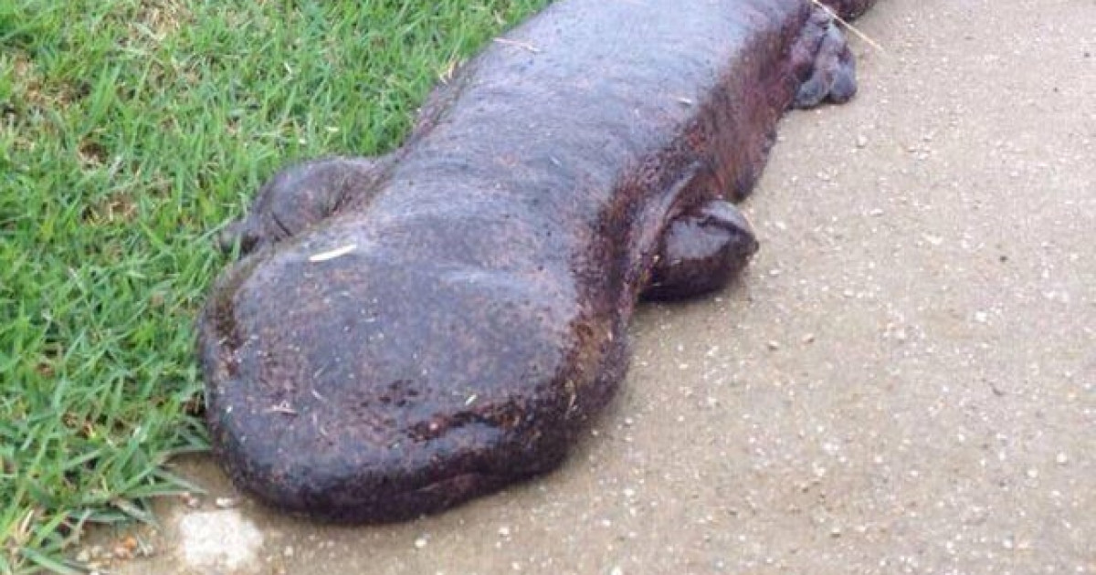 京都で発見されたオオサンショウウオが海外掲示板で話題に←異様にデカく見えるのは気のせいか？ | 海外の反応アンテナ