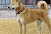 韓国人「珍島犬が柴犬と違い韓国在来犬であるしかない理由がこちら‥」→「朝鮮半島の生物は人間も犬も性格が似ていた」　韓国の反応