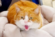 【海外】凶暴な野良猫がまさかの愛情たっぷりの猫に！想定外の心温まる変化とは？