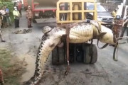 マレーシアのドブから4.8メートルもの巨大ワニを発見 –  「日本の水路とえらい違いだな…」【海外の反応】