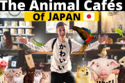 外国人「日本の動物カフェ、あまりにも天国すぎるｗｗｗ」