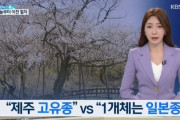 【悲報】韓国人「ソメイヨシノの原産地は韓国済州島」「日本の桜は日帝時代に韓国から盗んで作った雑種桜　韓国の反応