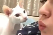 飼い主さんの顔が気に入らなかった？容赦なく猫パンチをお見舞いする猫