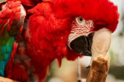人間のようだ！世界で最も賢いオウム「くっそ頭いいな」「鳥は非常に賢い独立した生き物です」海外の反応