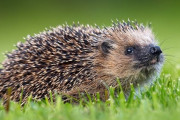 フィンランド「お前らの裏庭に出没する野生動物を教えて！」