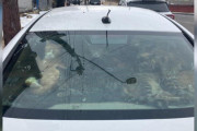 【海外】郊外の通りに停めた車、動物が大量に！警官たちが驚愕した現場とは？