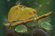 【すげぇ】遥か1億年前、世界最古の精子が発見される！！