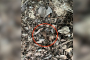 【海外】葉っぱの山に隠れていた赤ちゃん！実は絶滅危惧種の動物だった！